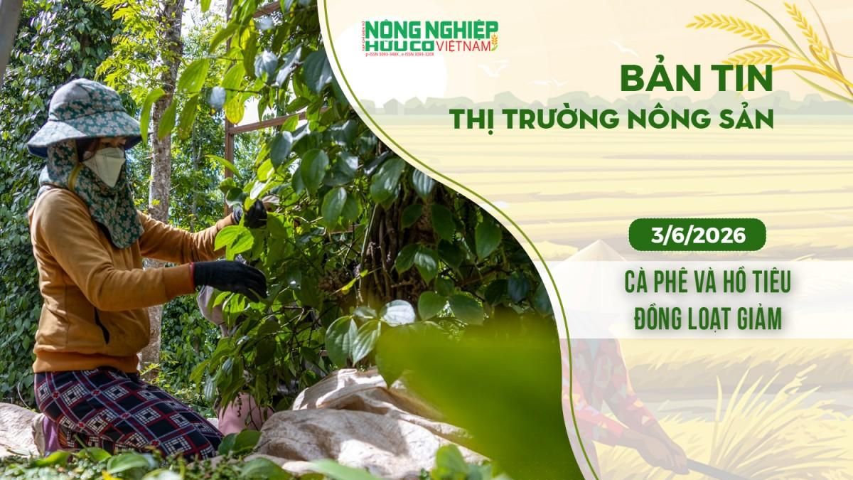 Thị trường nông sản 3/6/2026: Cà phê và hồ tiêu đồng loạt giảm - Nông nghiệp Hữu cơ Việt Nam