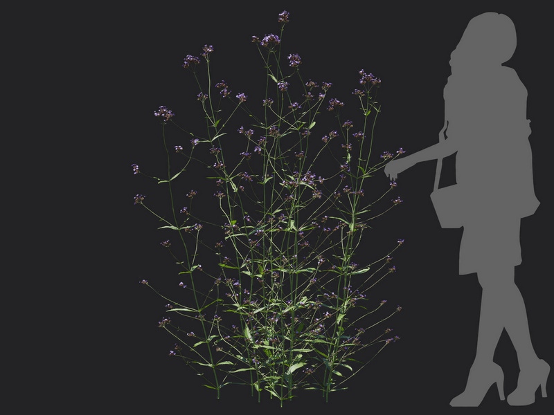 Maxtree - Plant Models Vol.116