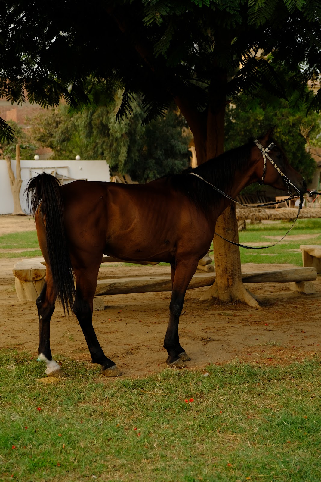 Boyka - Horse available for riding at Hooves in Saqqara, Egypt. Discover this stunning Rich Bay horse, whose coat glows with deep mahogany and c