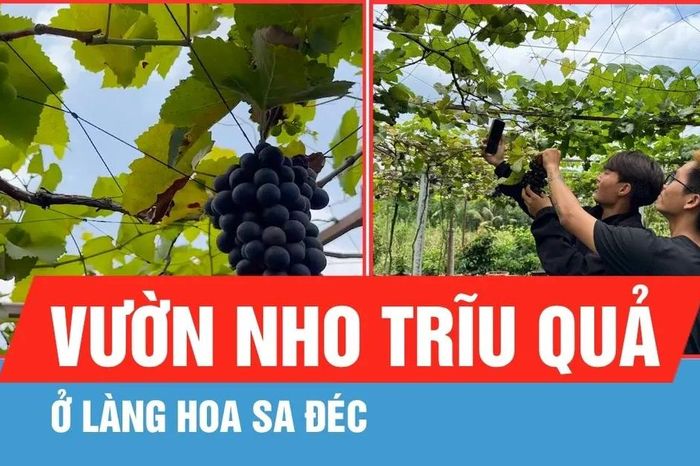 Khám phá vườn nho trĩu quả ở làng hoa Sa Đéc - Báo Sài Gòn Giải Phóng