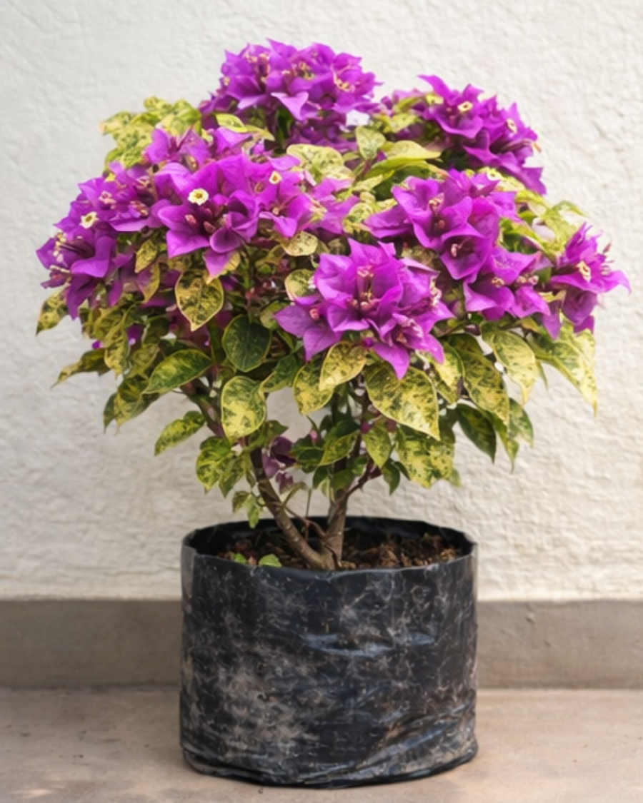Imported Maria Menando Bougainvillea Plant — view 5