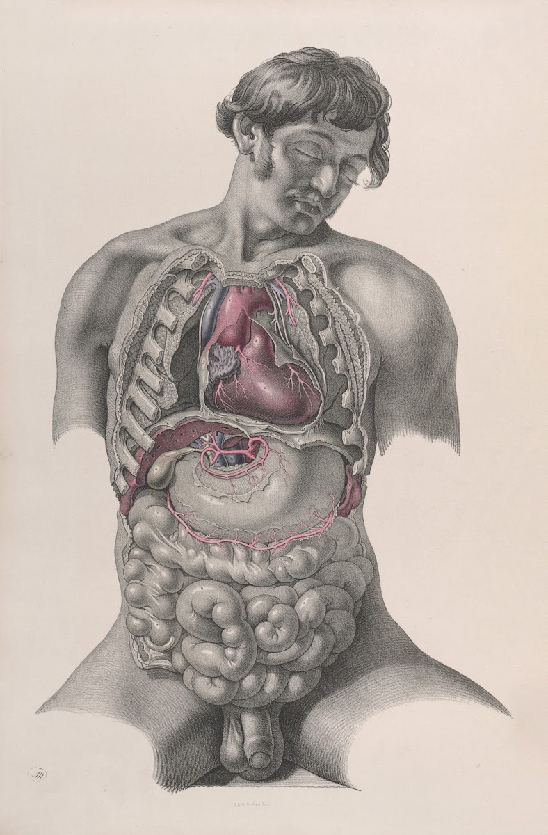 Surgical anatomy Pl22 1856