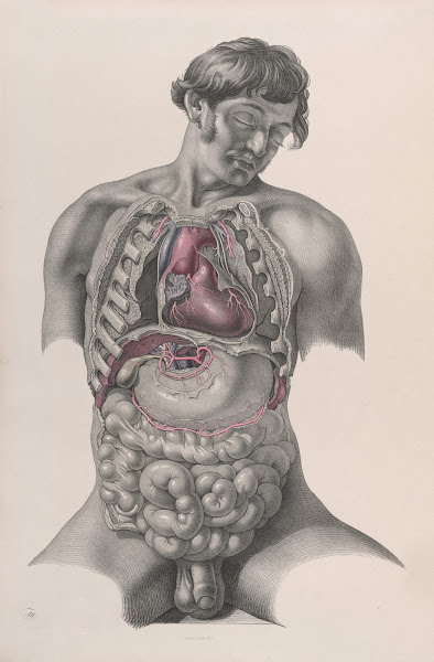 Surgical anatomy Pl22 1856