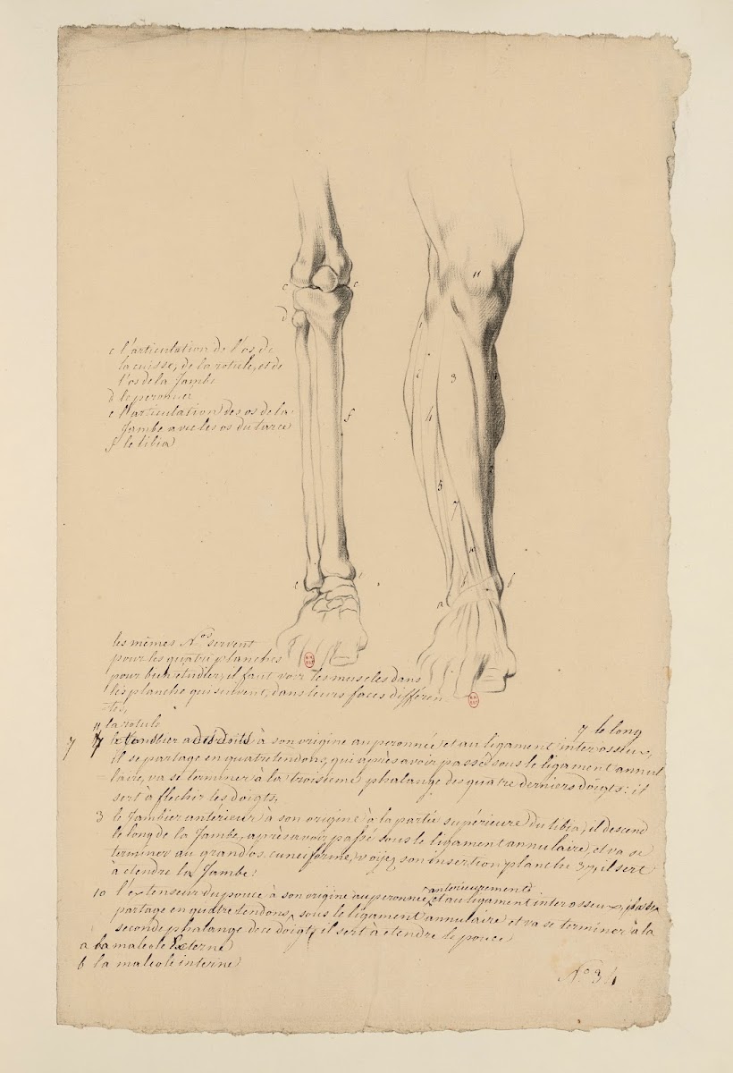 Cahiers dAnatomie Pl30 18th Century
