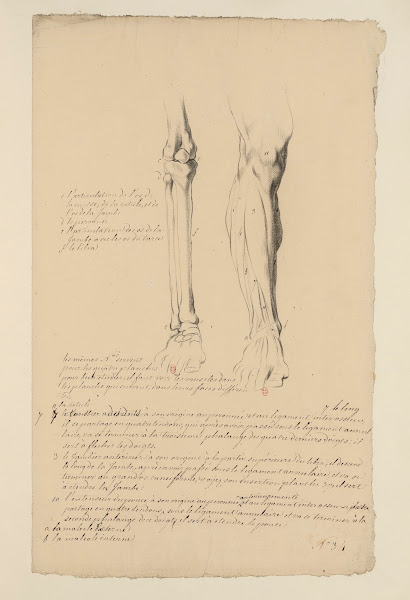 Cahiers dAnatomie Pl30 18th Century