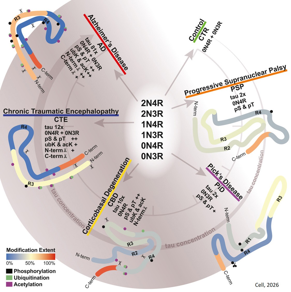 Why Alzheimer’s dementias have different flavors?
