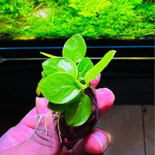 Anubias ‘Petite Gold’