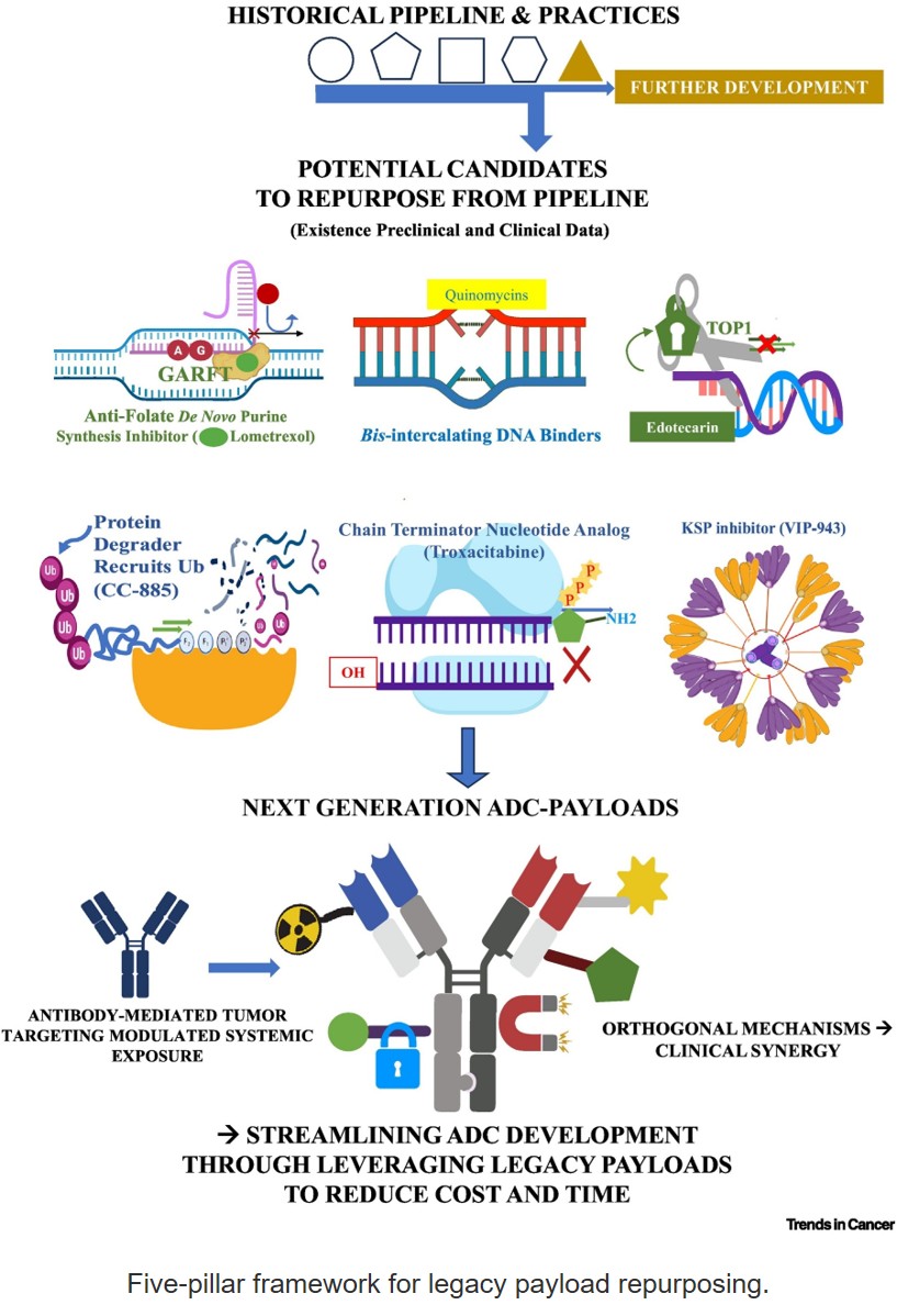 Repurposing payloads: next generation of antibody–drug conjugates