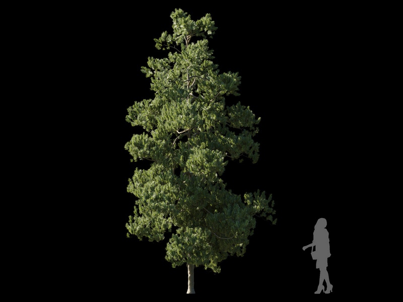 Maxtree - Plant Models Vol.120