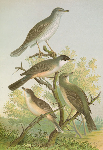 Sylvia nisoria Sylvia orphea Temm