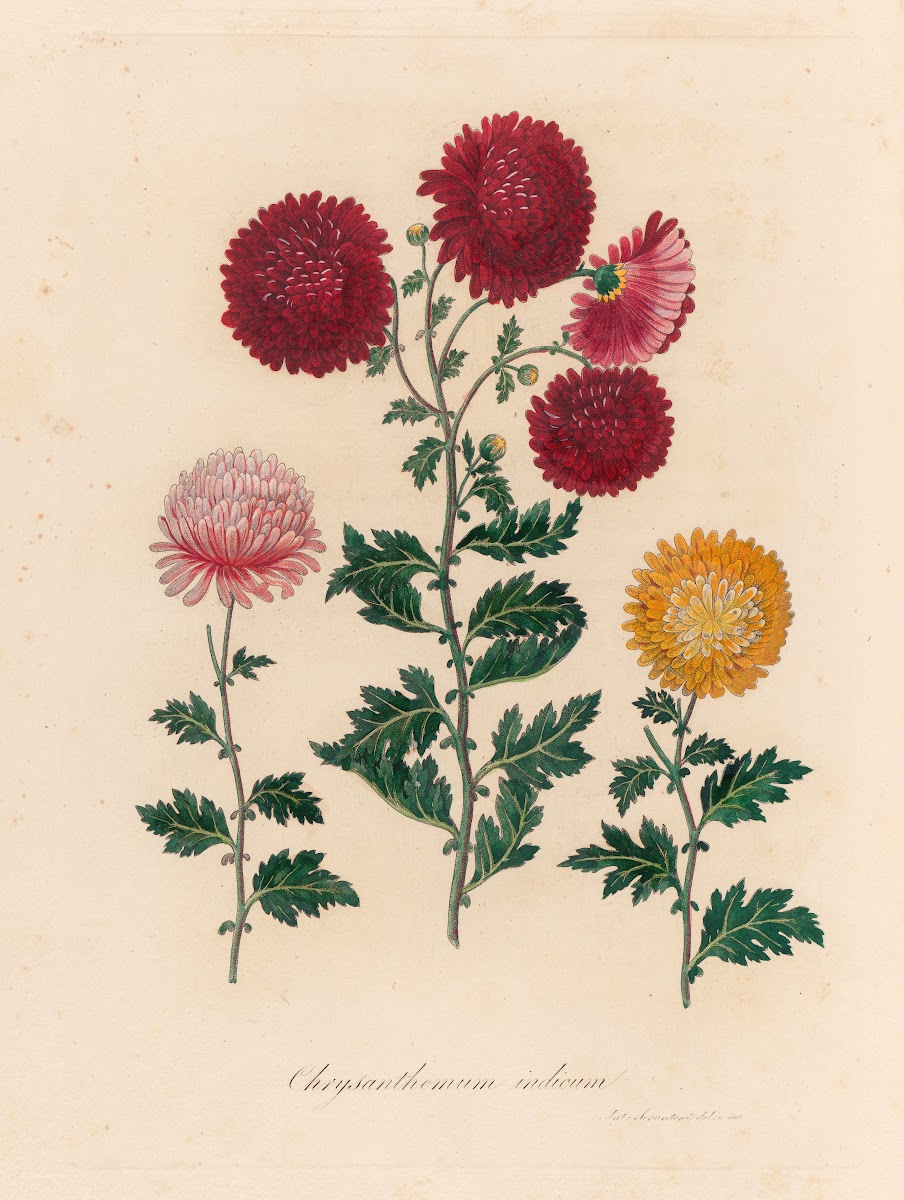Chrysanthemum indicum 1818 1824