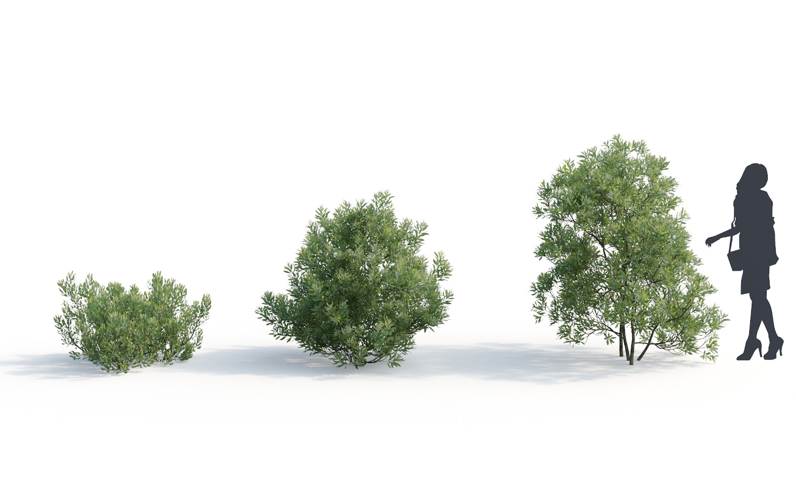 Maxtree - Plant Models Vol.6