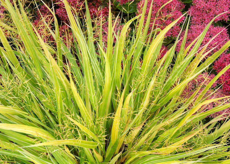 Hakonechloa macra 'Stripe It Rich' in vaso, foglie striate gialle e verdi