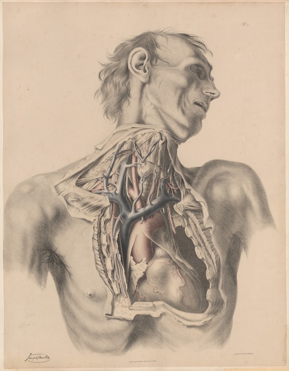 The Heart and the large arteries of the Thorax and the Neck with the accompanyin