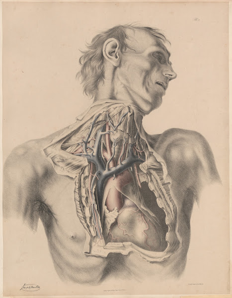 The Heart and the large arteries of the Thorax and the Neck with the accompanyin