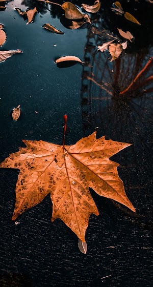 Autumn Leaf Picture