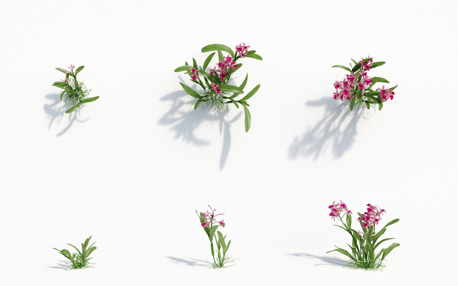 Maxtree - Plant Models Vol.8