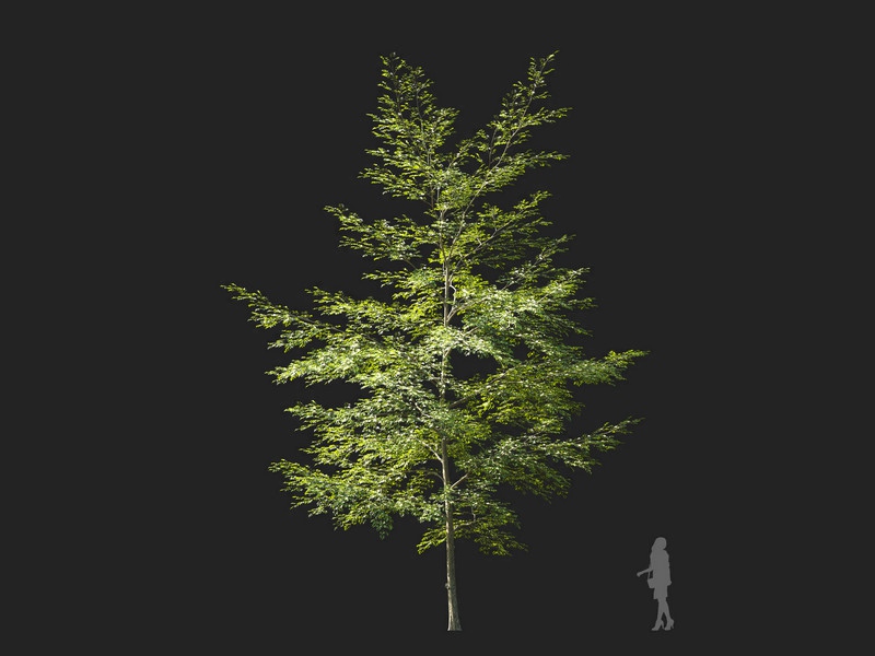 Maxtree - Plant Models Vol.114