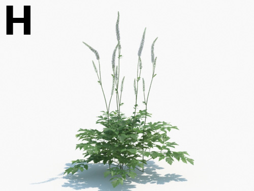 Maxtree - Plant Models Vol.3