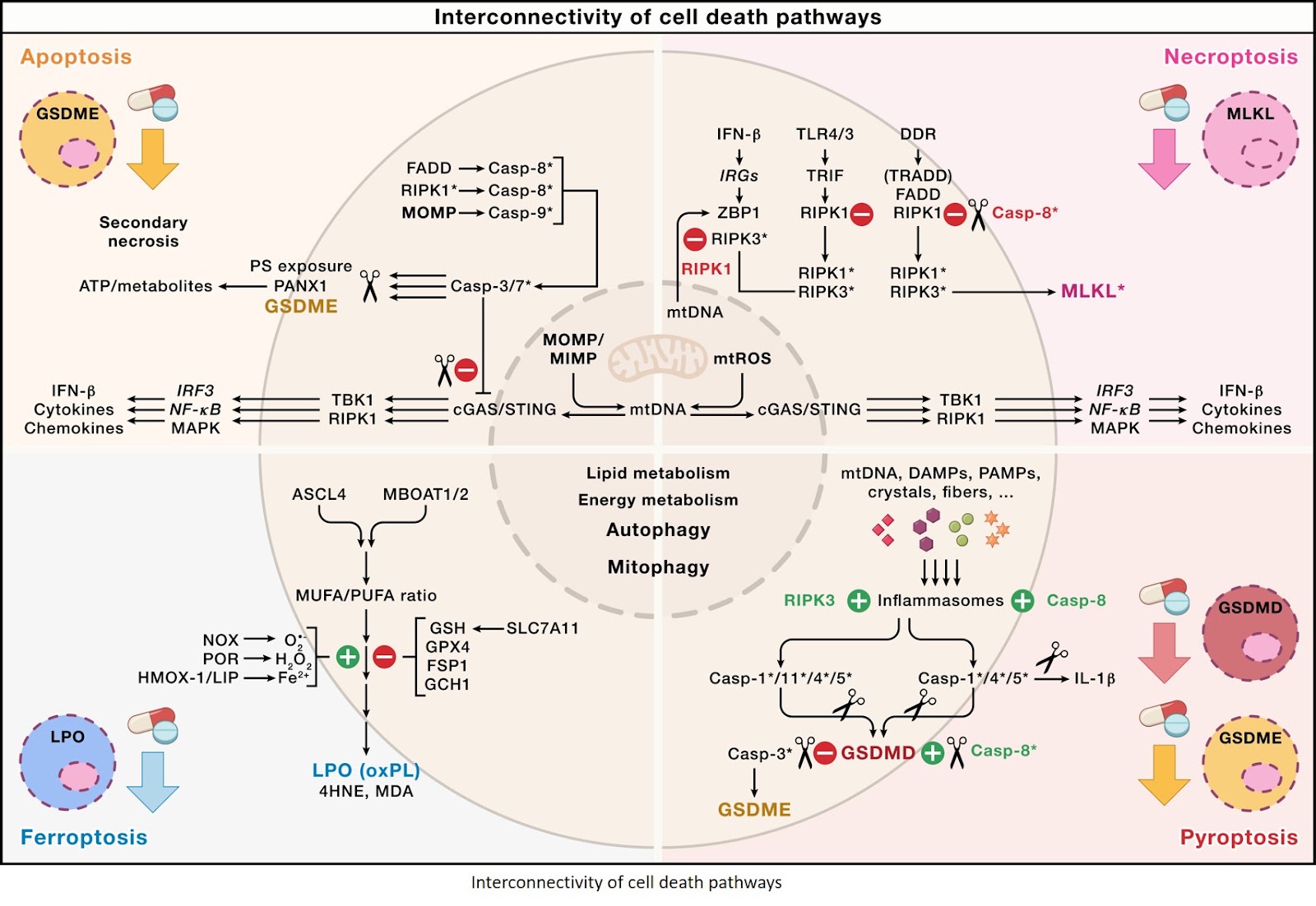 Cell death in cancer