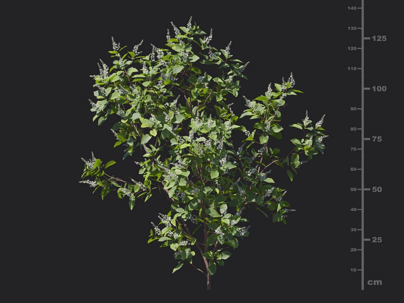 Maxtree - Plant Models Vol.116