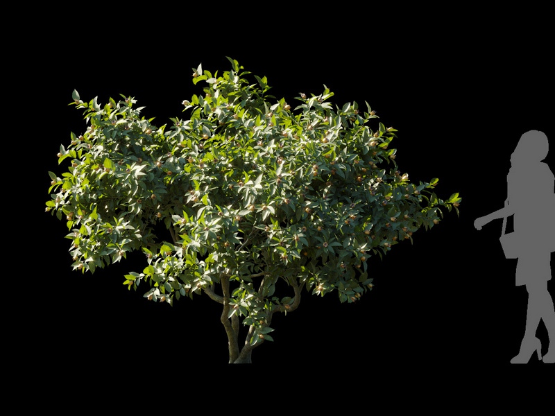 Maxtree - Plant Models Vol.120