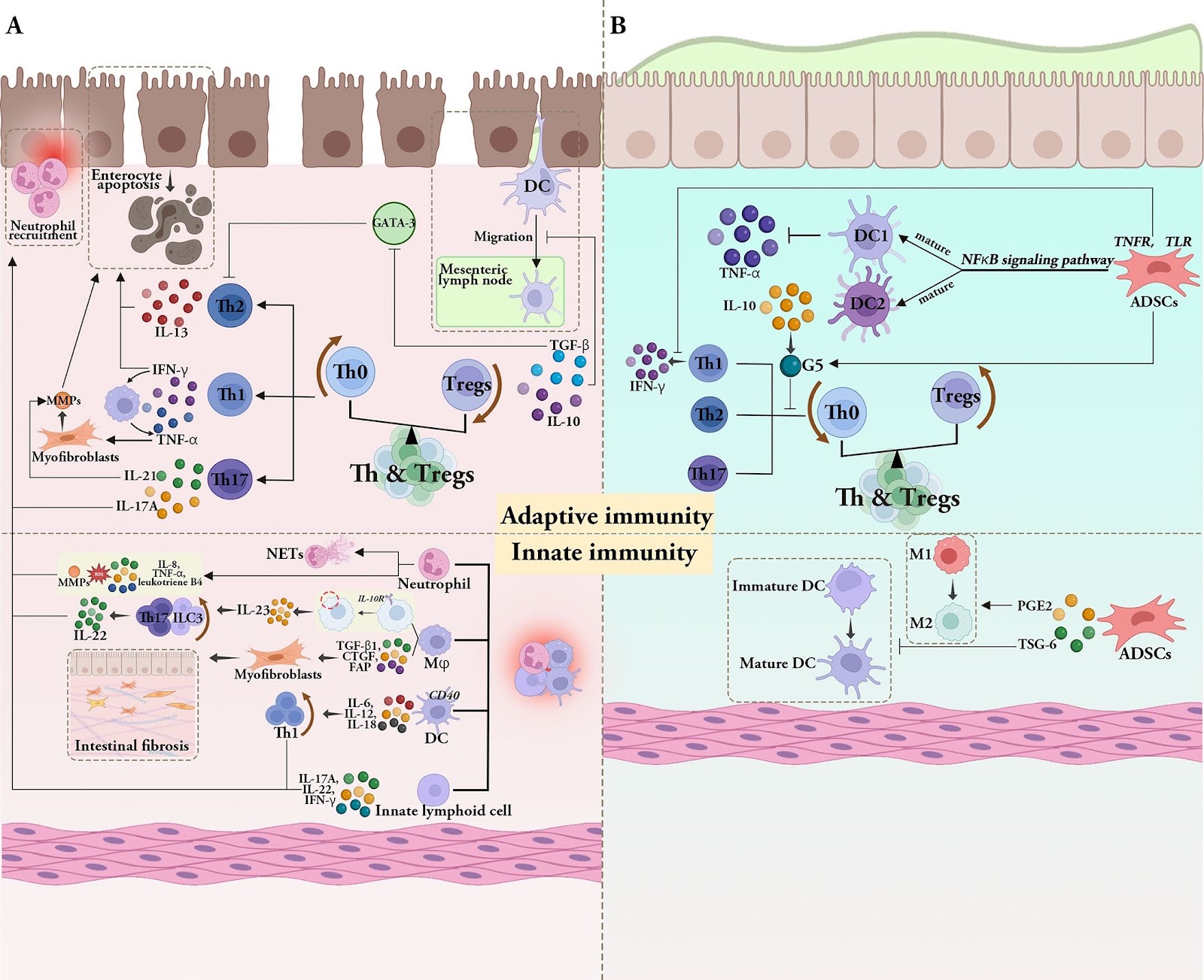 Multi-function of adipose-derived stem cells on gut disorder: from bench to bedside