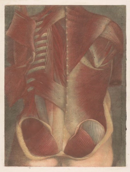Anatomical muscle model of a male torso seen from behind 1745   1746