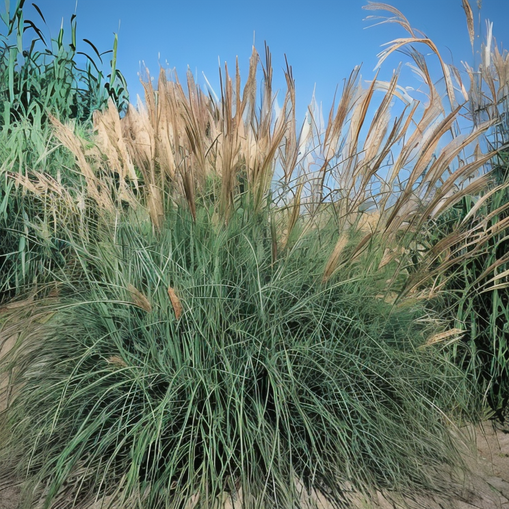 Miscanthus sinensis 'Yakushima Dwarf' in pieno sole con spighe argentee