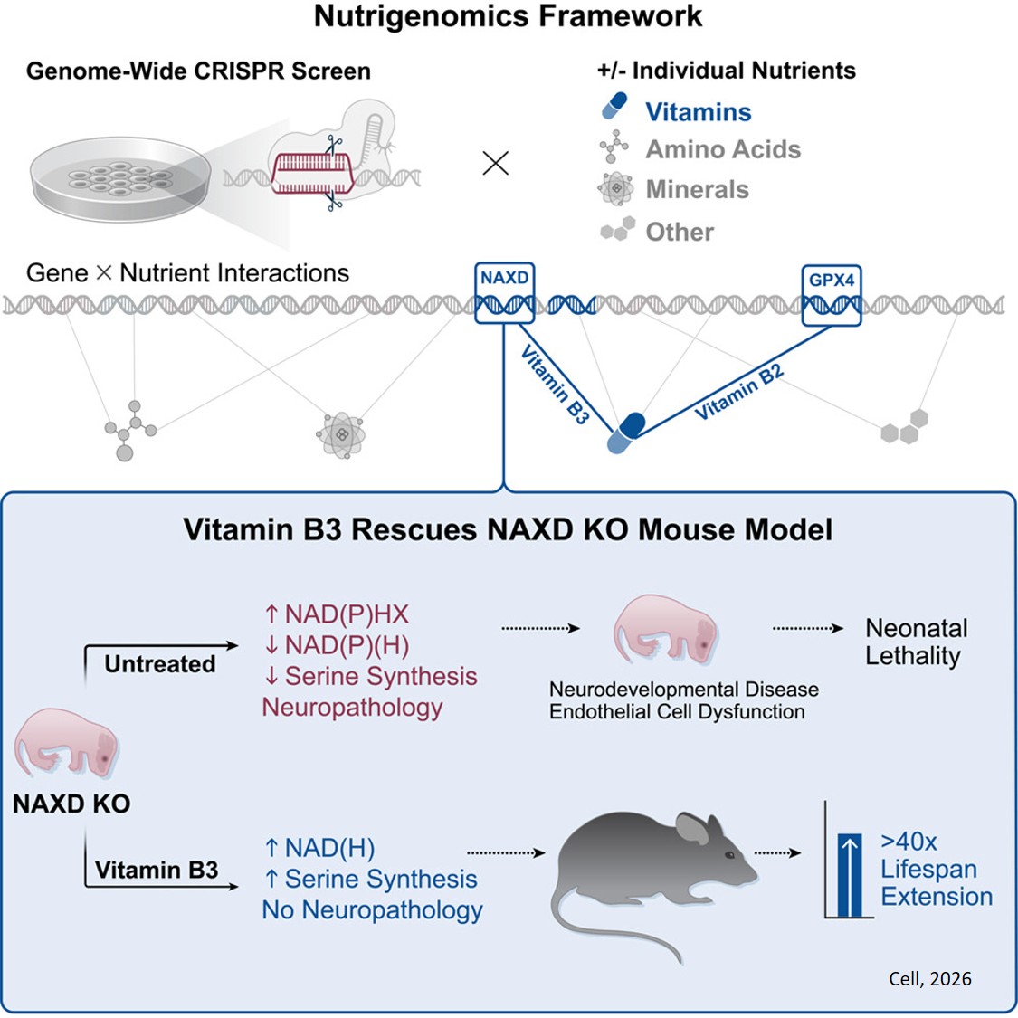 Vitamin B2 and B3 nutrigenomics reveals a therapy for NAXD disease