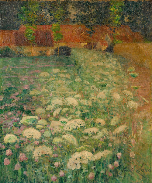 Wortel bloemen Wild Carrots 1896