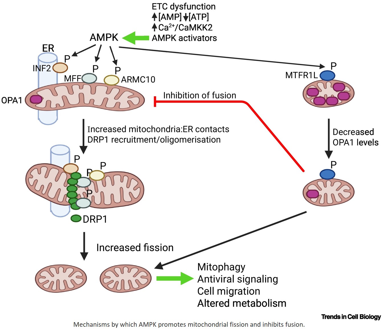 AMPK: a master regulator of mitochondrial quality and quantity