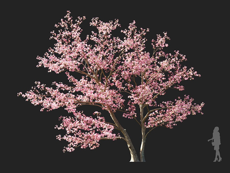 Maxtree - Plant Models Vol.122