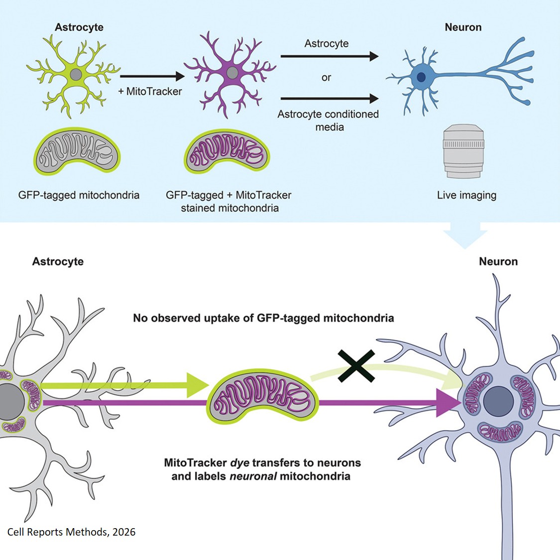 MitoTracker transfers from astrocytes to neurons independently of mitochondria