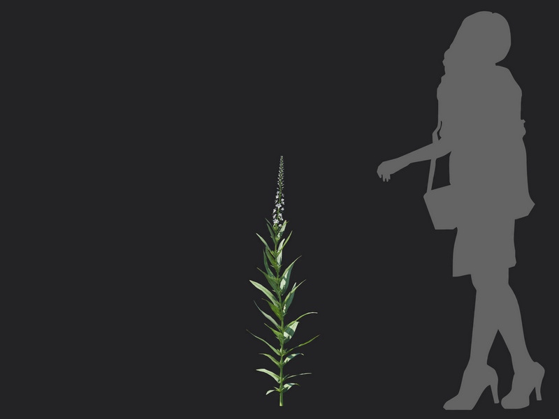 Maxtree - Plant Models Vol.116