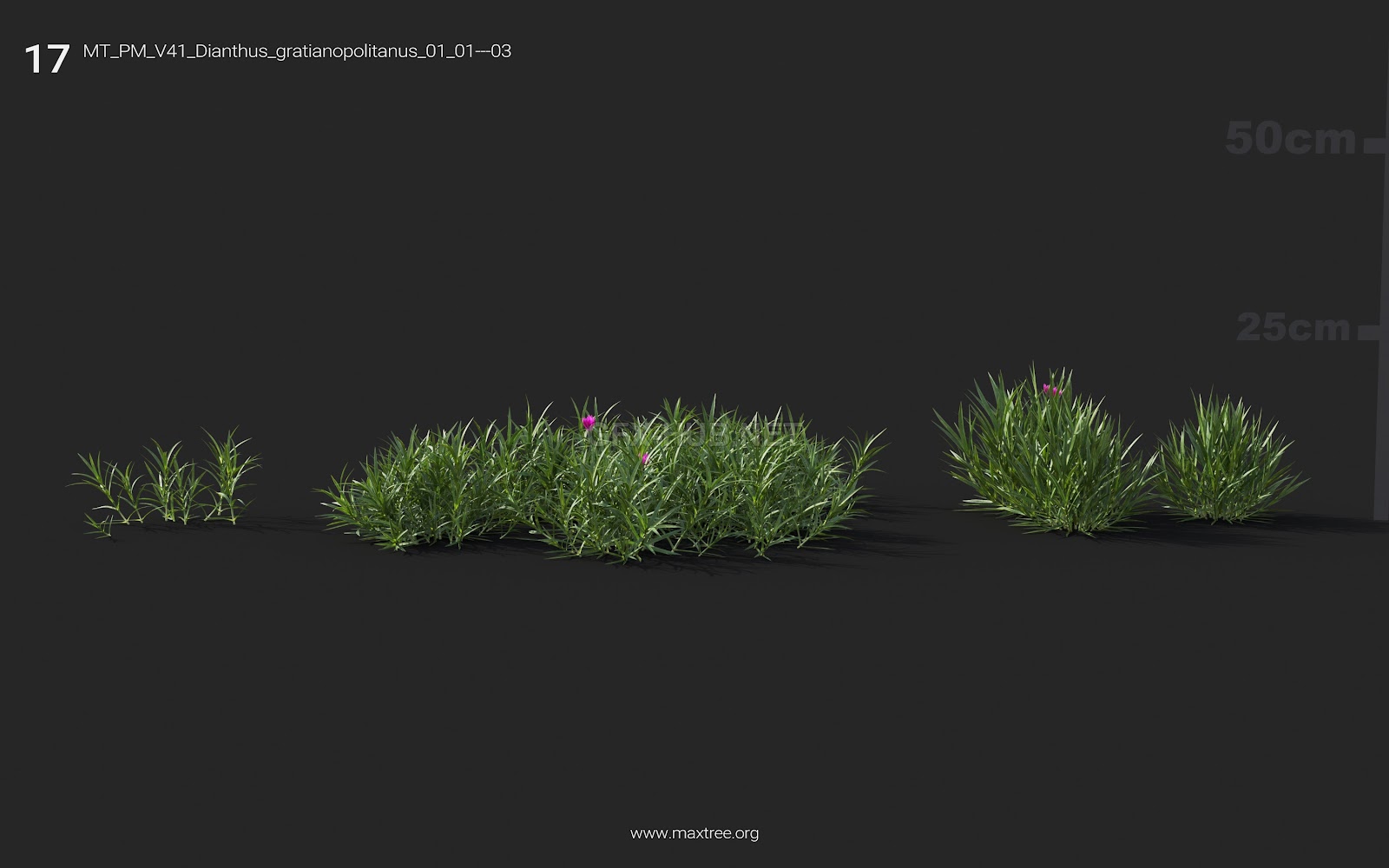 Maxtree - Plant Models Vol.41