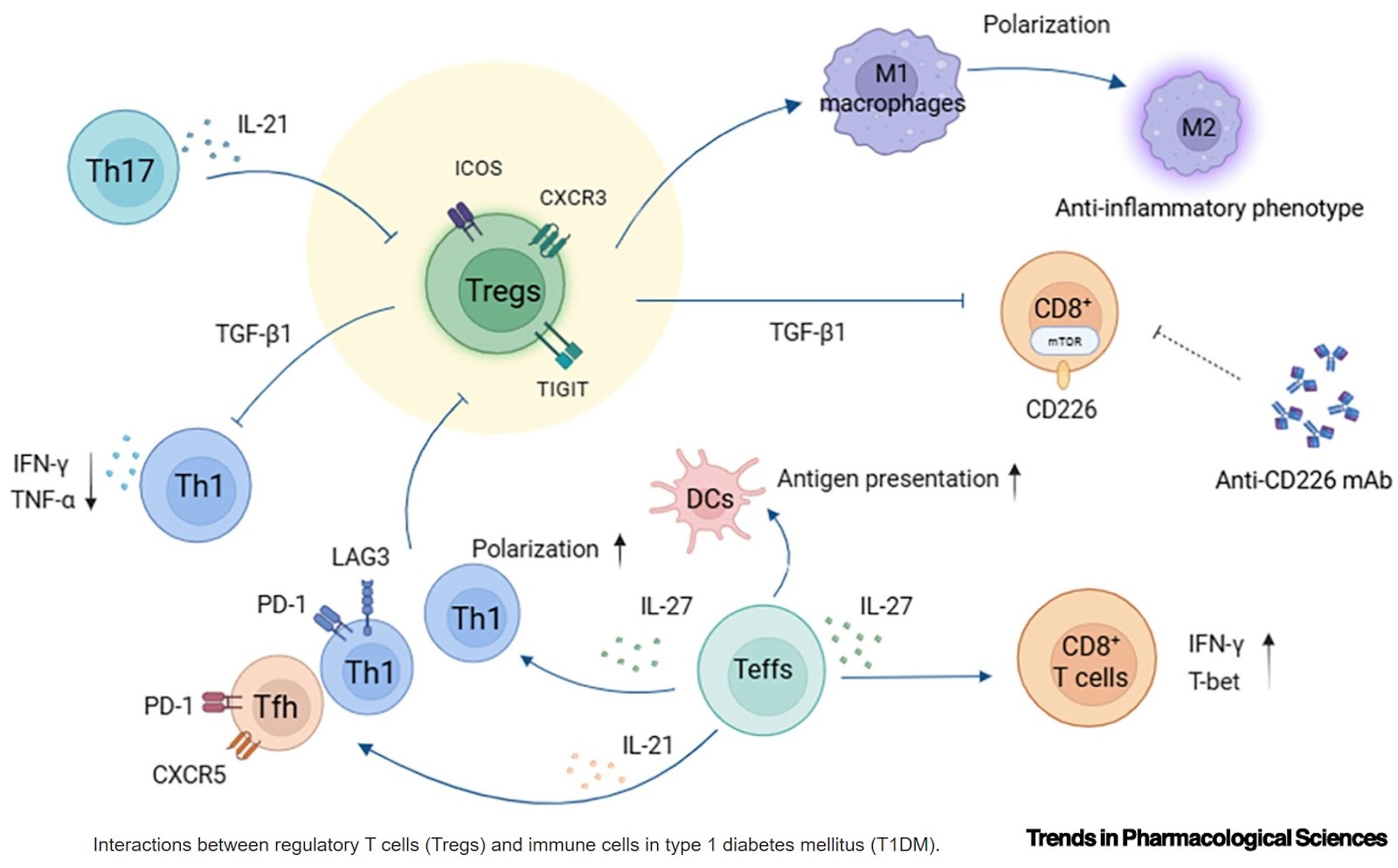 Targeting Tregs in T1DM: bridging heterogeneity, mechanisms, and clinical progress
