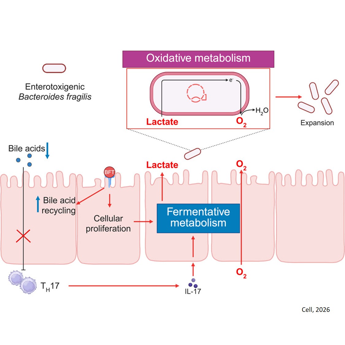 An anaerobic pathogen rewires host metabolism to fuel oxidative growth in the inflamed gut