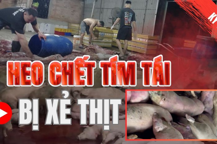 Điều tra: Thịt bẩn luồn lách đến bữa ăn - Kỳ 1: Heo chết tím tái bị xẻ thịt - Báo Pháp Luật TP.HCM