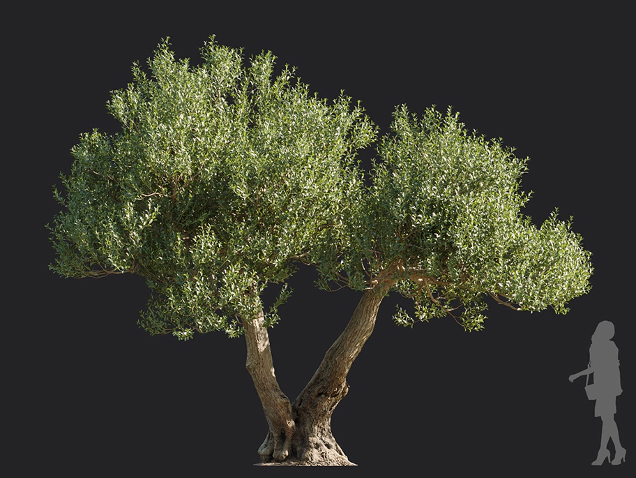 Maxtree - Plant Models Vol.113