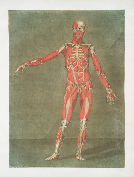 Cette planche représente les muscles  las ligamens 1773