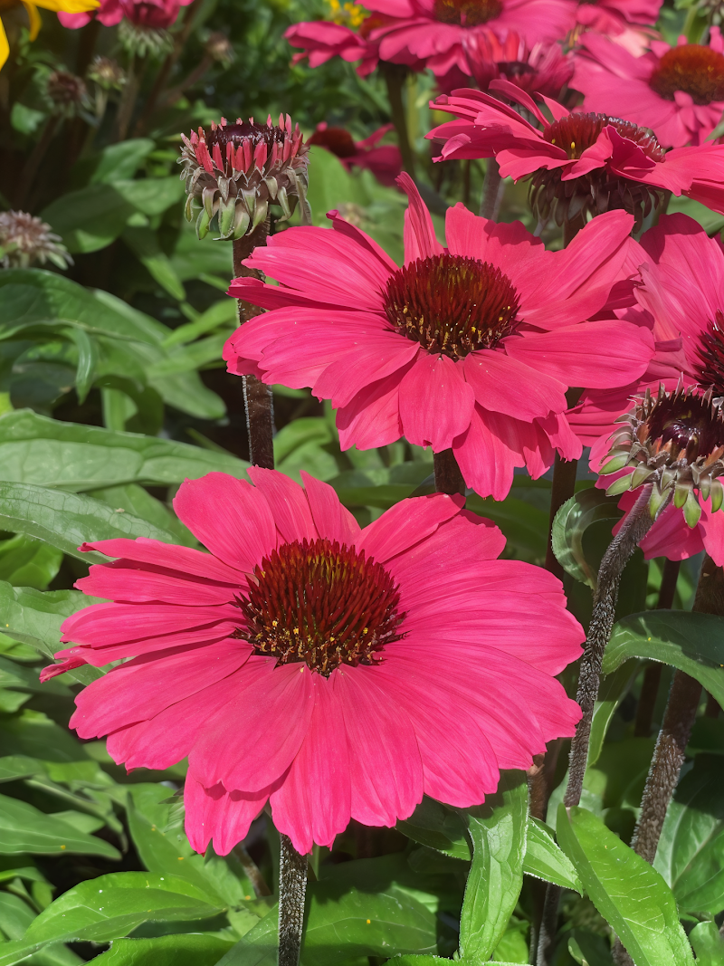 Echinacea 'Sunseekers Carmine' in fiore nel giardino