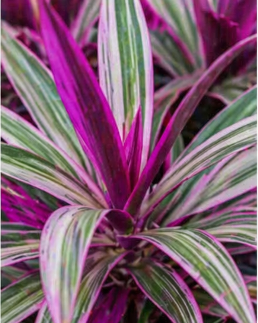 Rhoeo Oyster Plant — view 4