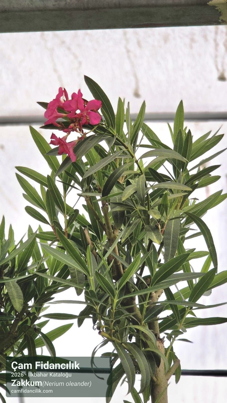 Zakkum - Nerium oleander Çam Fidancılık Yalova foto 3