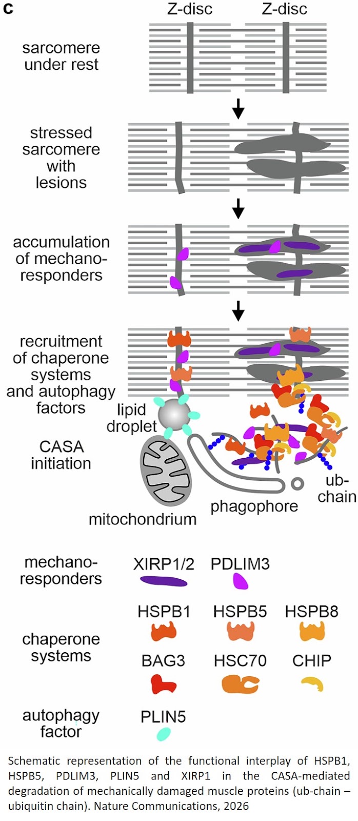 Fractionated proteomics identifies a protein  network mitigating resistance exercise- induced damage in human skeletal muscle