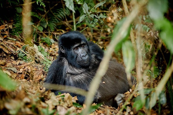 Bwindi frame 18