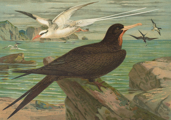 Phaeton aethereus Fregata aquila
