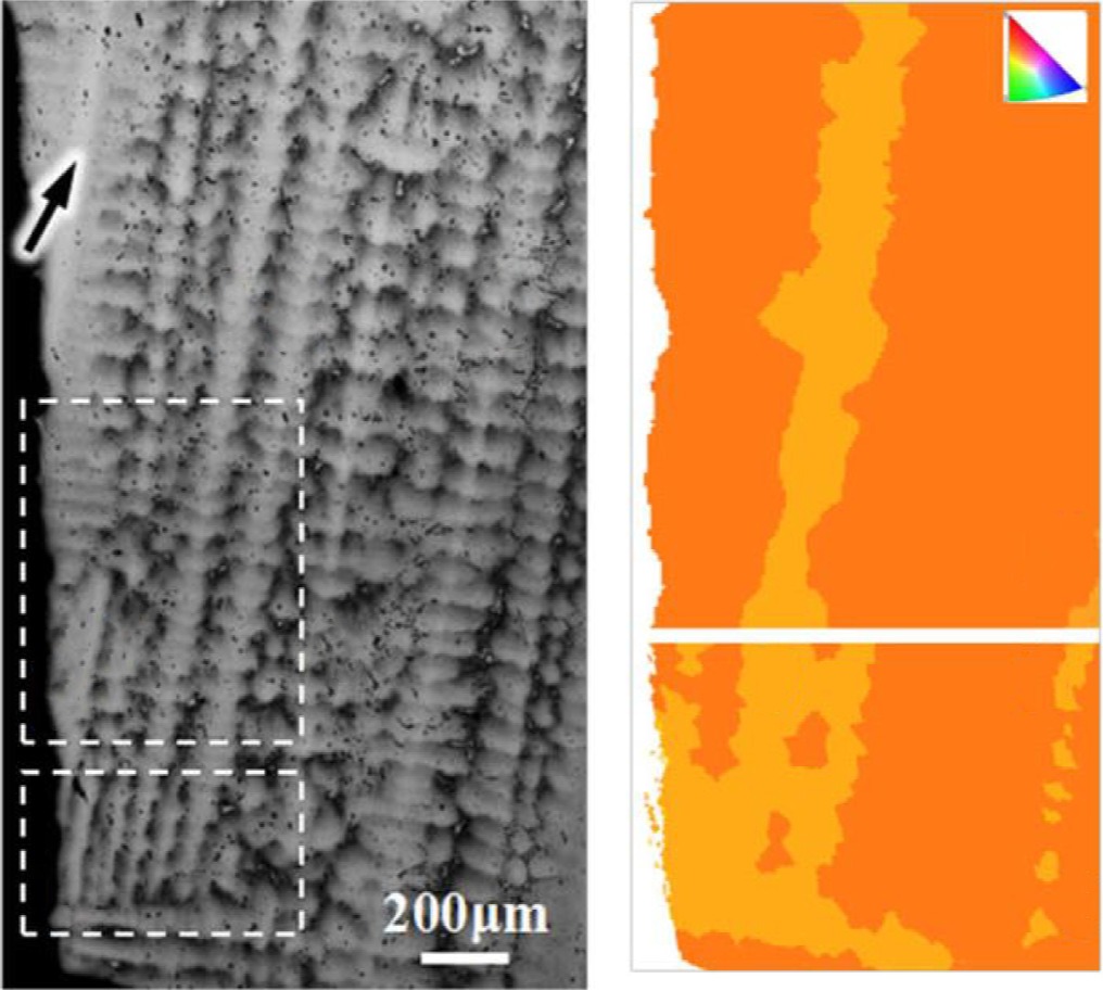 Multiphysics modeling of dendritic thermomechanical deformation during the directional solidification of nickel-based single-crystal superalloys