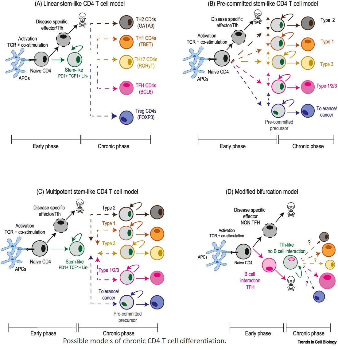 Stem-like cells at the center of CD4 T cell differentiation