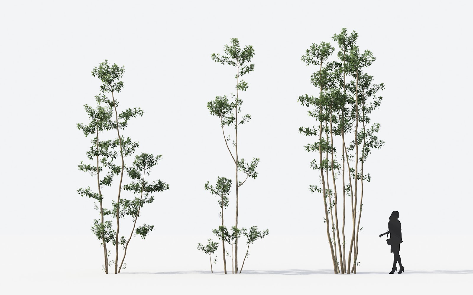 Maxtree - Plant Models Vol.14